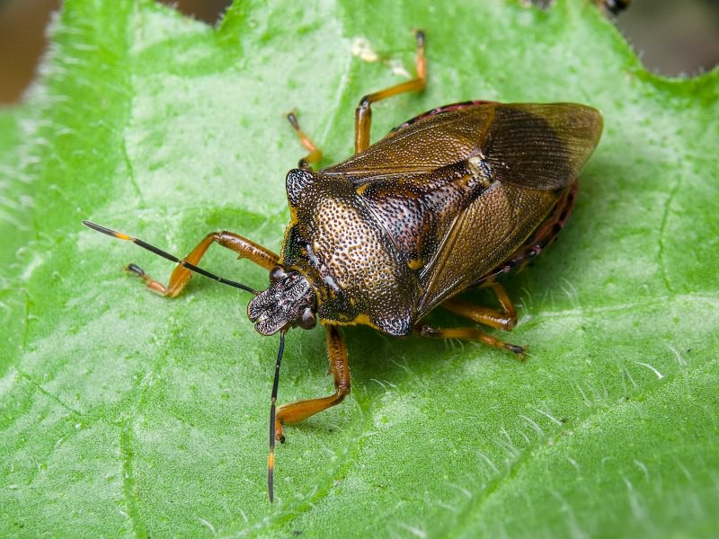 Pinthaeus sanguinipes (Fabricius, 1781)